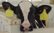 Cows have rights