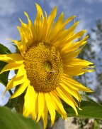 Take in the sun